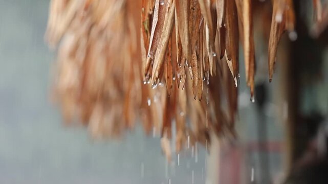 Dried leaf brown rain water drop nature closeup wet roof tropical blurred background natural material texture organic shelter rainy season moisture environment weather protection eco friendly rustic