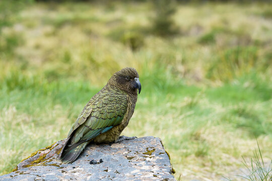 A kea parrot sitting on a rock with blurred grassy green background