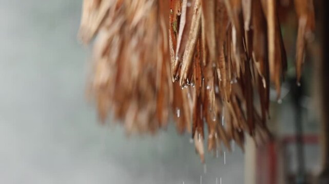 Thatched roof rain water droplet brown natural material closeup wet blurred background outdoor texture peaceful tropical rustic shelter weather eco friendly straw detail calm serene rainy moisture