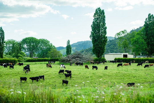 Multiple cows graze in a lush green field surrounded by trees and a farm building under a clear sky