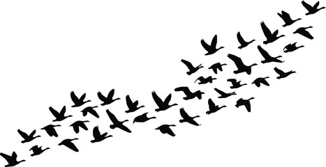 Migrating birds vector illustration, a flock of flying geese in a V-formation, black silhouettes of wild birds, wildlife and nature concept, isolated on white background for design elements. © Farzana