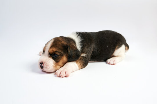 A cute one and a half month old beagle puppy