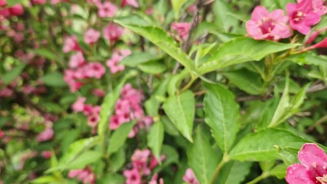 Bright flowering of hybrid weigela in the spring garden. Close-up of flowers and leaves of the plant. Rich pink bell-shaped flowers of the ornamental shrub weigela on a background of dense foliage