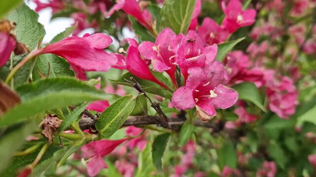 Bright flowering of hybrid weigela in the spring garden. Close-up of flowers and leaves of the plant. Rich pink bell-shaped flowers of the ornamental shrub weigela on a background of dense foliage