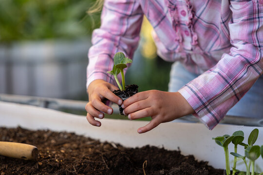 Young gardener planting seedling in raised bed