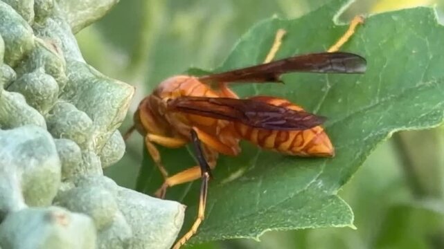 A vibrant orange-yellow paper wasp rests on a green leaf next to a textured, bumpy bitter gourd fruit.