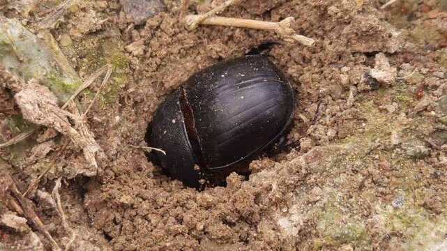 Macro footage of a black bull-headed dung beetle (Onthophagus taurus) partially buried in loose soil, displaying natural burrowing behavior in its habitat. The close-up view highlights intricate body