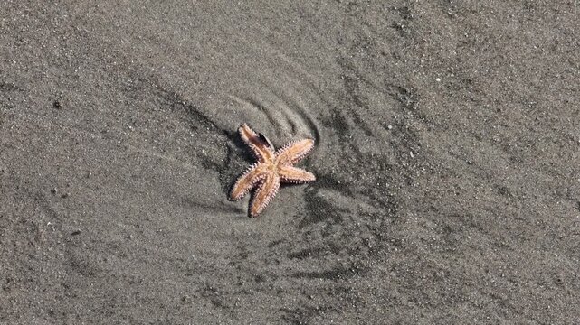 sea star washed up on share at rockaway beach sand starfish seastar small marine animal wildlife new york city queens rockaways sandy shore 