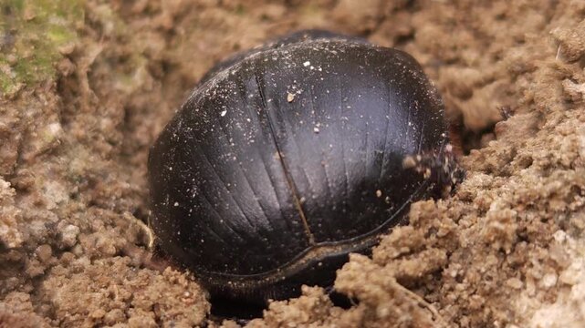 Macro footage of a black bull-headed dung beetle (Onthophagus taurus) partially buried in loose soil, displaying natural burrowing behavior in its habitat. The close-up view highlights intricate body