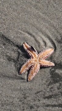 sea star washed up on share at rockaway beach sand starfish seastar small marine animal wildlife new york city queens rockaways sandy shore 
