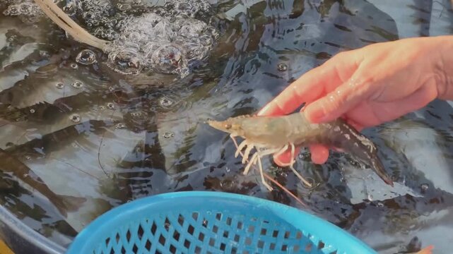 Vietnamese woman selecting live fresh shrimp into a plastic basket at a rustic rural market in the Mekong Delta