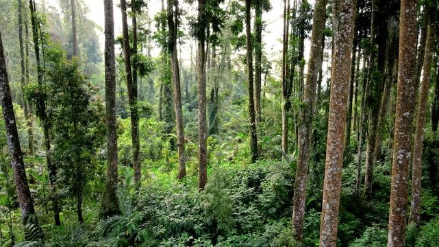 Aerial View of Tropical Forest with Rubber and Puspa Trees Covered by Tall Grass and Shrubs. Drone view of a tropical forest showcasing natural landscape and biodiversity.