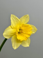 Fresh yellow daffodil flower close up © Natalia