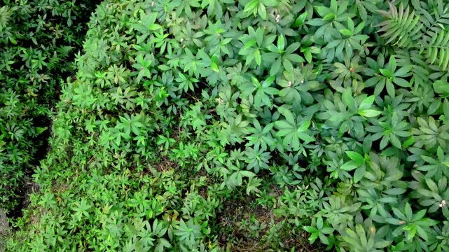 Drone perspective of a narrow forest footpath passing through rubber and puspa trees surrounded by tall grass and dense vegetation.