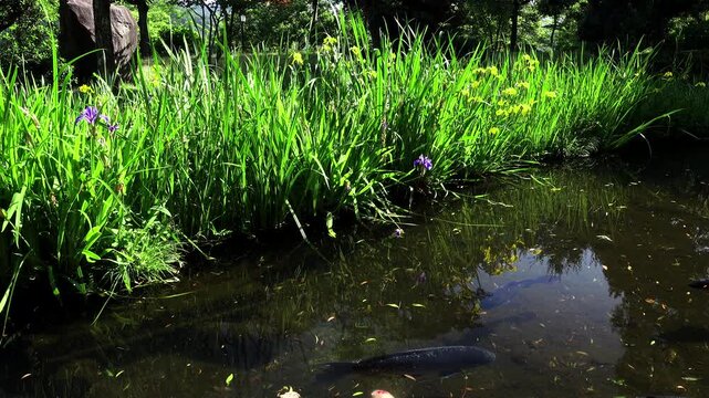 若狭瓜割名水公園のコイ