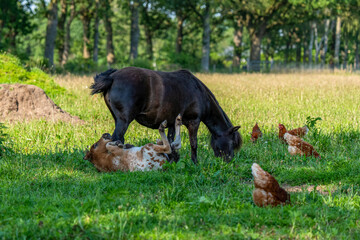 Pferd und Fohlen auf einer Wiese © jsr548