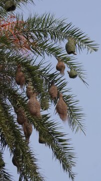Baya weaver bird nests hanging naturally