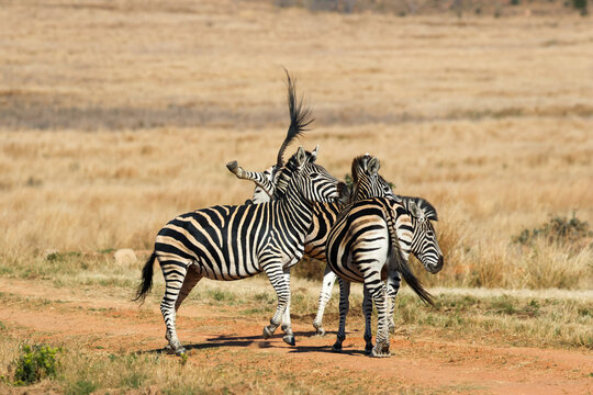 View of zebras interacting in the dry savanna landscape of Welgevonden Game Reserve in Waterberg District Municipality, Limpopo, South Africa.