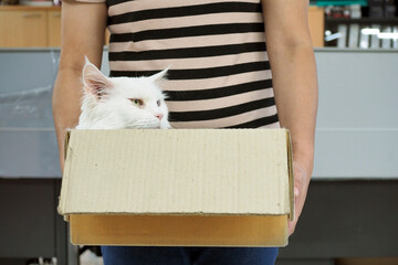 Fototapeta premium A cute white maine coon cat laid in a paper box