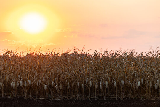 Golden Corn Field at Sunset with Dramatic Sky