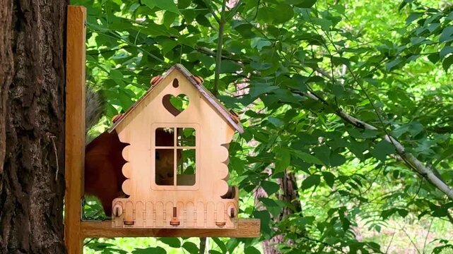 Red squirrel eating nuts inside cute wooden treehouse. Fluffy wild animal feeding in a green summer forest. Small funny squirrel sitting in a tiny wooden house feeder on a tree trunk.