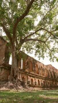The exterior of the ancient red brick assembly hall ruins at Wat Kudi Dao in Ayutthaya, Thailand. A large tree with massive exposed roots grows next to the historic weathered wall.