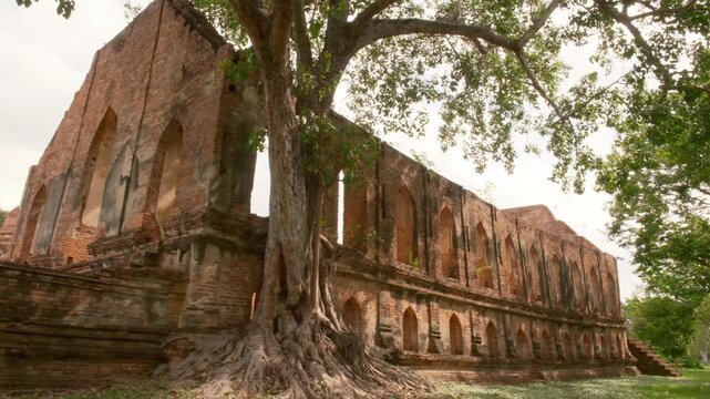 The exterior of the ancient red brick assembly hall ruins at Wat Kudi Dao in Ayutthaya, Thailand. A large tree with massive exposed roots grows next to the historic weathered wall.