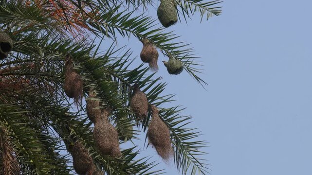 Baya weaver bird nests hanging beautifully