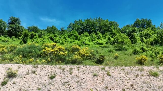 Transizione naturale da terreno ghiaioso a prato con fiori gialli, fino a un bosco verde sotto cielo limpido. Scena luminosa e incontaminata