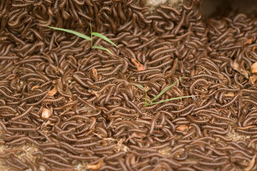 close up of a pile of insects © abc foto