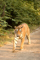 Fototapeta premium tiger in the wild