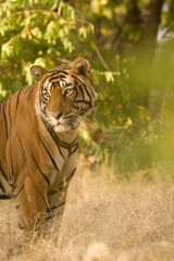 Fototapeta premium tiger in the jungle