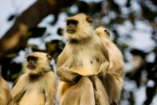 monkey in the wild