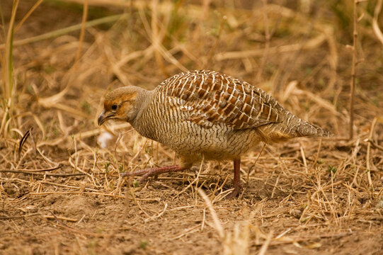 partridge in the grass