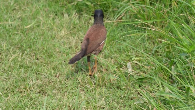 Common myna walking on ground