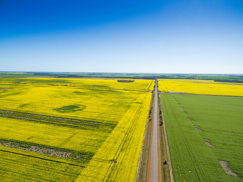 Canola and wheat field side by side in western australia