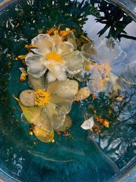White and translucent flowers submerged in blue bird bath