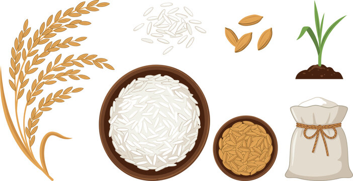 Agriculture rice vector collection featuring golden paddy ear stalks grains white and brown grain bowls green plant sprout sprout burlap sack bag isolated on white background.