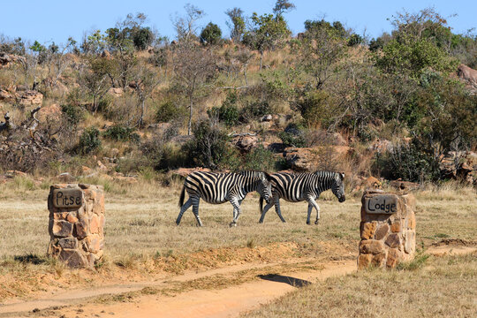 View of two zebras walking past stone pillars at the entrance of Welgevonden Game Reserve in Waterberg District Municipality, Limpopo, South Africa.
