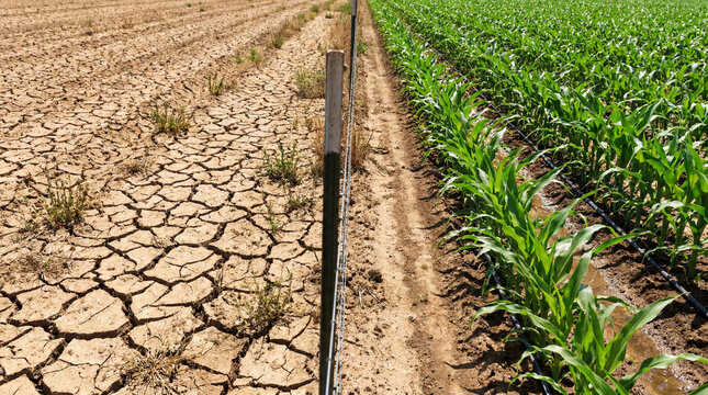Drought stricken barren land contrasting with irrigated healthy cornfield showing climate change impact on agriculture