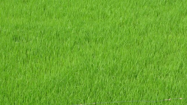 Green grass field glowing fresh
