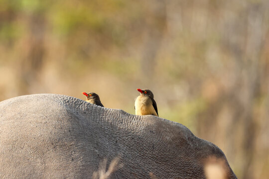 View of two red-billed oxpeckers perched on the back of an elephant in the savanna at Waterberg District Municipality, Limpopo, South Africa.