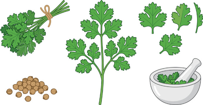 Fresh green coriander vector set featuring tied cilantro bunch plant sprigs separate leaves seeds and white mortar with pestle isolated on white background