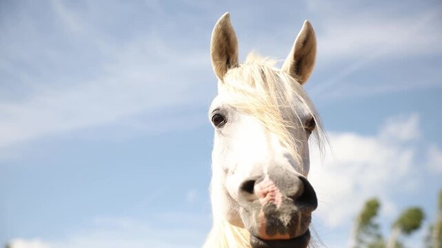 White horse faces camera with creamy mane and mottled muzzle. Slow head tilt, nostril flare, and drifting forelock. High key light and soft bokeh isolate face.
