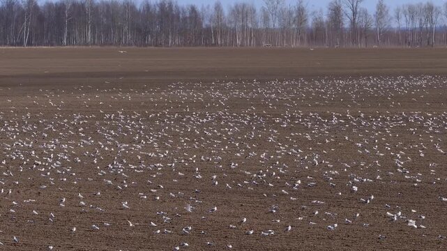 Hundreds of white gulls feed on exposed soil as others hop or lift for short flights. A thin birch tree line marks the far edge. Slow rippling motion in crisp daylight.