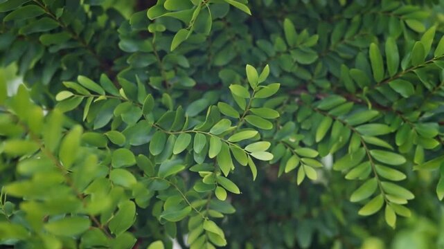 Close-up of lush green bay laurel leaves on a healthy plant