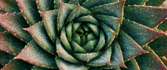Fototapeta premium Green succulent plant forming a natural spiral pattern covered in fresh dew drops, symbolizing nature's perfect fractal geometry