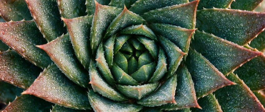 Green succulent plant forming a natural spiral pattern covered in fresh dew drops, symbolizing nature's perfect fractal geometry