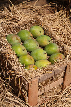 green mangoes in a straw basket