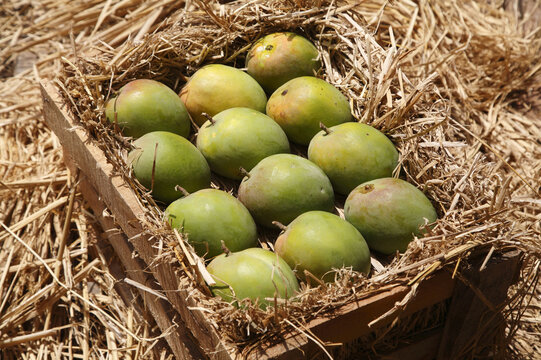 green mangoes in a straw basket